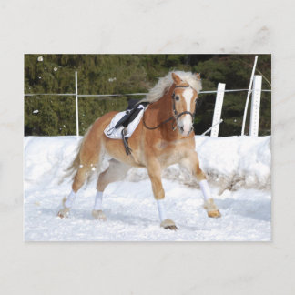 Haflinger 4 briefkaart