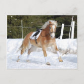 Haflinger 4 briefkaart (Voorkant)
