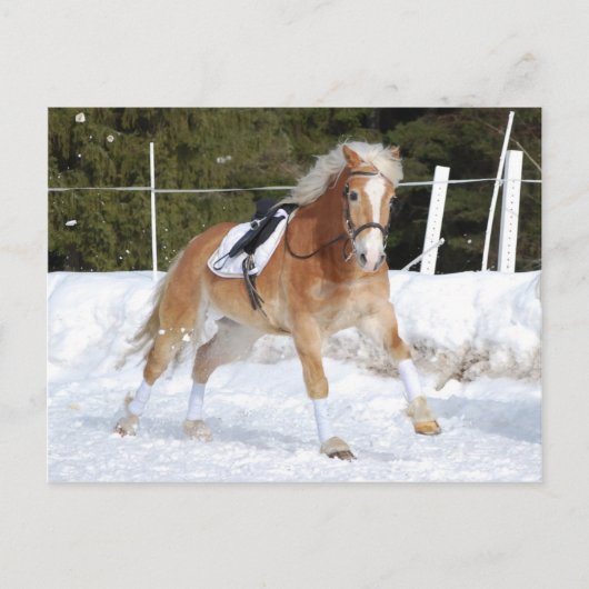 Haflinger 4 briefkaart (Voorkant)
