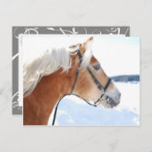 Haflinger 5 briefkaart (Voorkant / Achterkant)