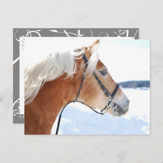 Haflinger 5 briefkaart (Voorkant / Achterkant)