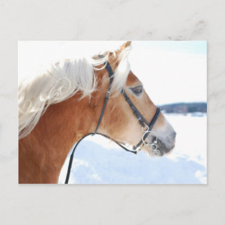 Haflinger 5 briefkaart