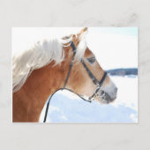 Haflinger 5 briefkaart (Voorkant)