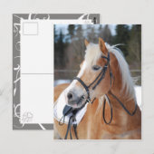 Haflinger 6 briefkaart (Voorkant / Achterkant)