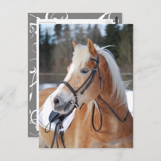 Haflinger 6 briefkaart (Voorkant / Achterkant)