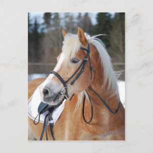Haflinger 6 briefkaart