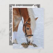 Haflinger 7 briefkaart (Voorkant / Achterkant)