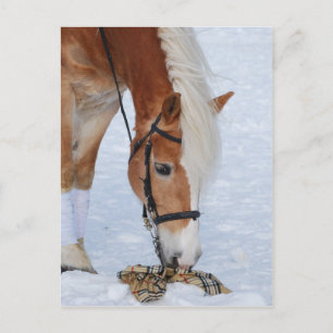 Haflinger 7 briefkaart