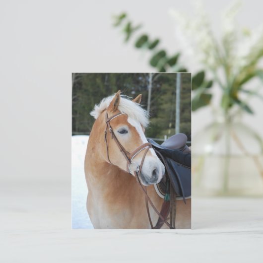 Haflinger 8 briefkaart (Staand voorkant)