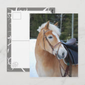 Haflinger 8 briefkaart (Voorkant / Achterkant)
