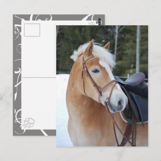 Haflinger 8 briefkaart (Voorkant / Achterkant)