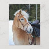 Haflinger 8 briefkaart (Voorkant)