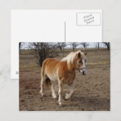 Haflinger Briefkaart (Voorkant / Achterkant)