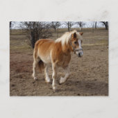 Haflinger Briefkaart (Voorkant)