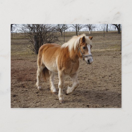 Haflinger Briefkaart (Voorkant)