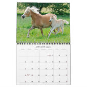 Haflinger Foals - formaat medium Kalender (Jan 2026)