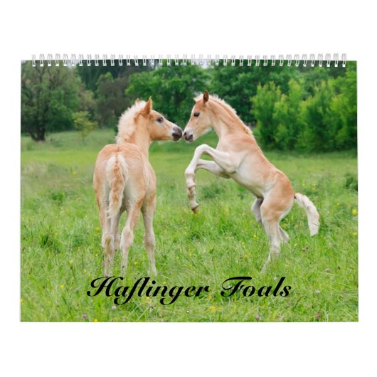 Haflinger Foals - groot Kalender (Hoes)