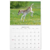 Haflinger Foals - groot Kalender (Mar 2018)