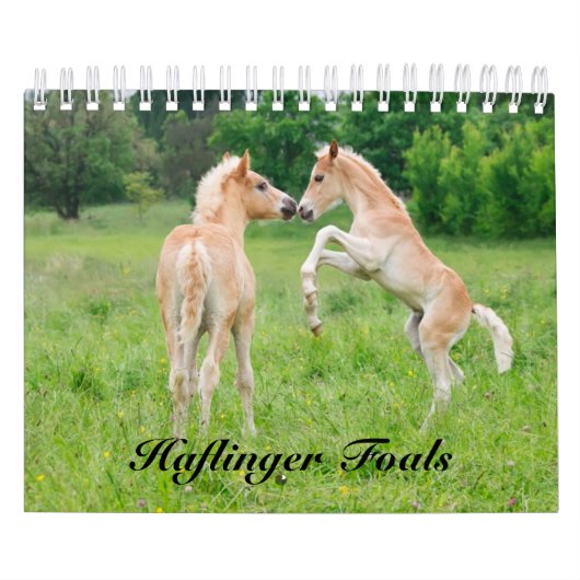 Haflinger Foals - klein Kalender (Hoes)