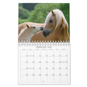 Haflinger Foals - klein Kalender (Feb 2026)