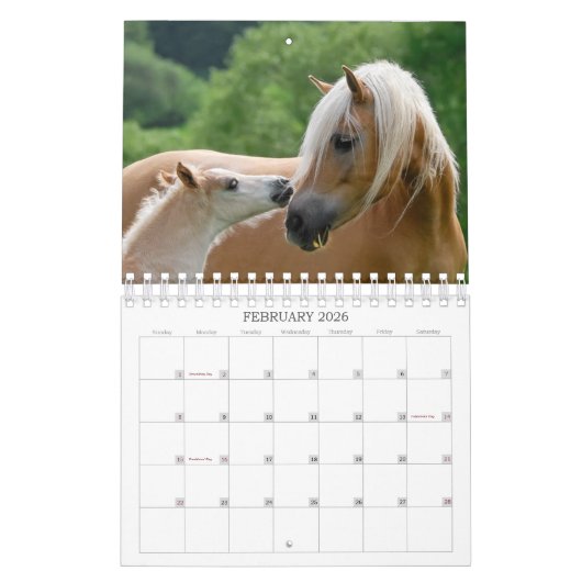 Haflinger Foals - klein Kalender (Feb 2026)