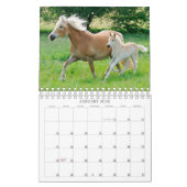 Haflinger Foals - klein Kalender (Jan 2026)