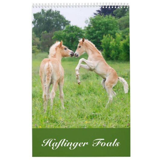 Haflinger Foals - klein Kalender (Hoes)