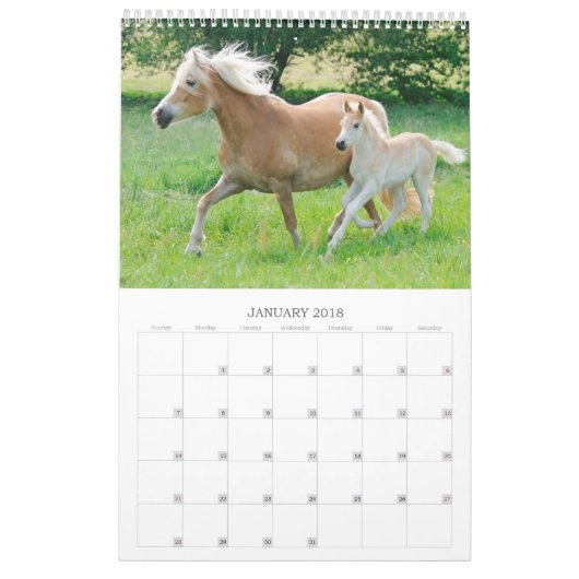 Haflinger Foals - klein Kalender (Jan 2018)