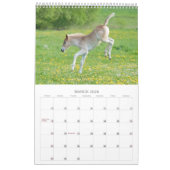 Haflinger Foals - klein Kalender (Mar 2026)