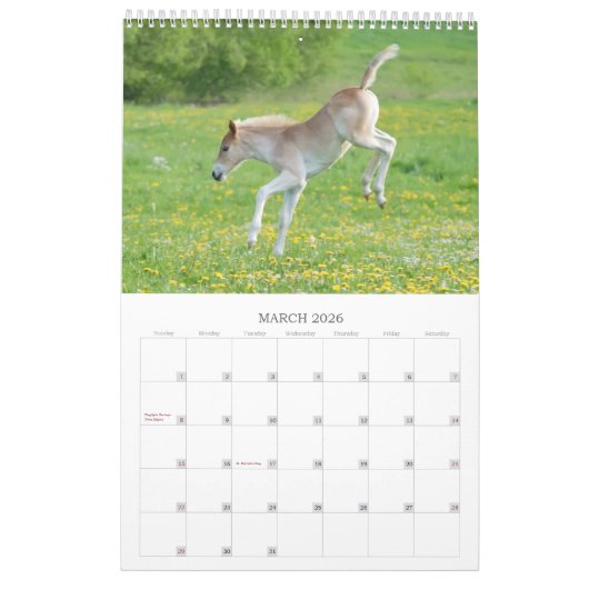 Haflinger Foals - klein Kalender (Mar 2026)