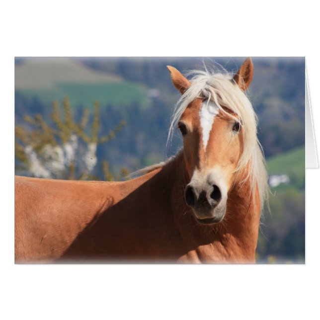 Haflinger Horse (Voorkant Horizontaal)
