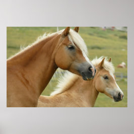 Haflinger horse and foal poster