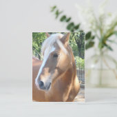 Haflinger Horse Briefkaart (Staand voorkant)