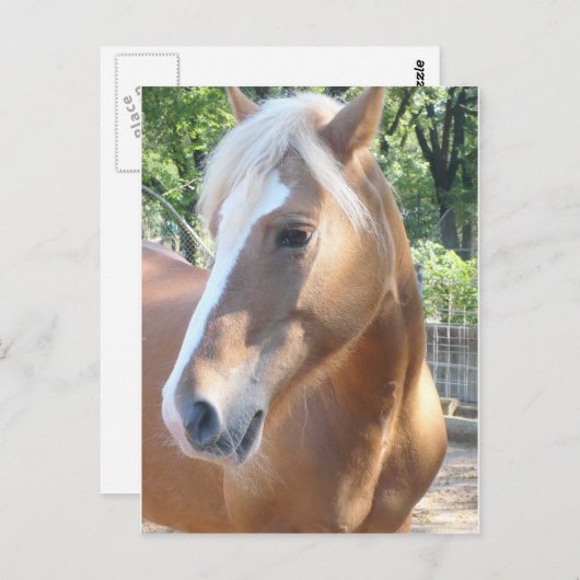 Haflinger Horse Briefkaart (Voorkant / Achterkant)
