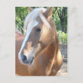 Haflinger Horse Briefkaart (Voorkant)