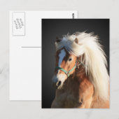 Haflinger Horse Briefkaart (Voorkant / Achterkant)