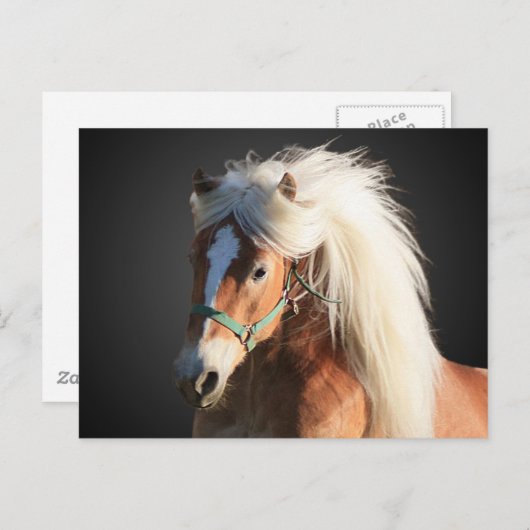 Haflinger Horse Briefkaart (Voorkant / Achterkant)