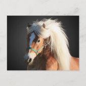 Haflinger Horse Briefkaart (Voorkant)