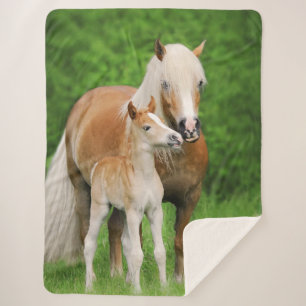 Haflinger Horse Cute Baby Foal Kiss Mum Pony Foto Sherpa Deken