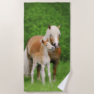 Haflinger Horse Cute Baby Foal Kiss Mum Pony Foto Strandlaken