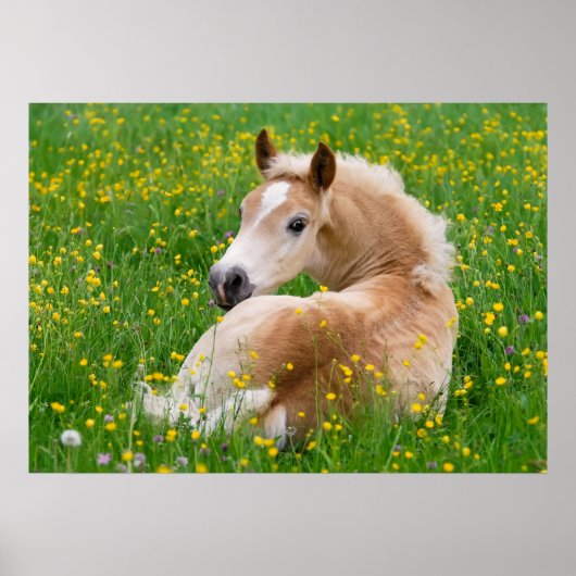 Haflinger Horse Cute Foal Flowerbed, Animal Photo Poster (Voorkant)