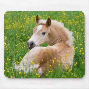 Haflinger Horse Cute Foal in een Flowerbed, Supply Muismat