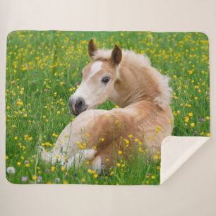 Haflinger Horse Cute Foal Resting in a Flowerbed Sherpa Deken