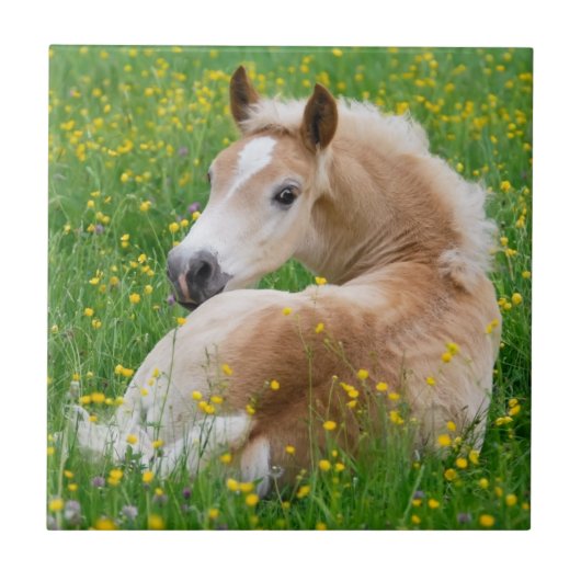 Haflinger Horse Cute Foal Rests Flowerbed Ceramic Tegeltje (Voorkant)