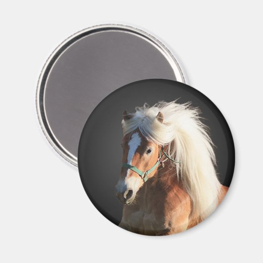 Haflinger Horse Magneet (Voorkant / Achterkant)