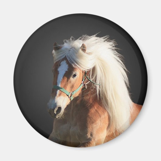 Haflinger Horse Magneet (Voorkant)