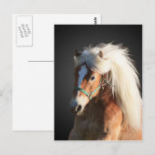 Haflinger Horse met prachtige mannetjes Briefkaart (Voorkant / Achterkant)