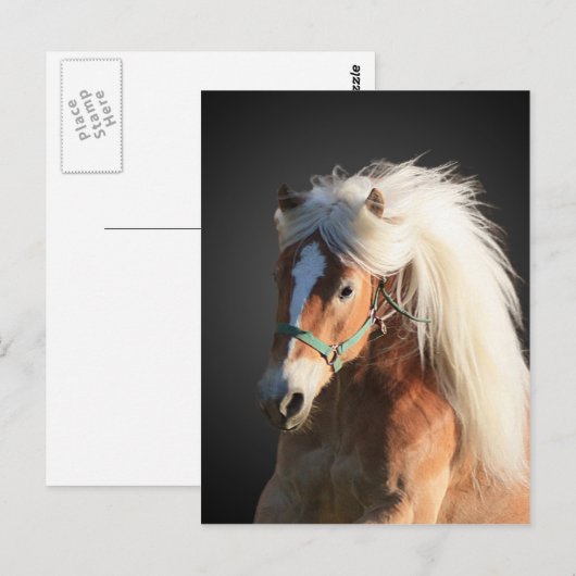 Haflinger Horse met prachtige mannetjes Briefkaart (Voorkant / Achterkant)