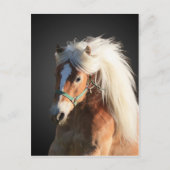 Haflinger Horse met prachtige mannetjes Briefkaart (Voorkant)