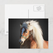 Haflinger Horse met prachtige mannetjes Briefkaart (Voorkant / Achterkant)